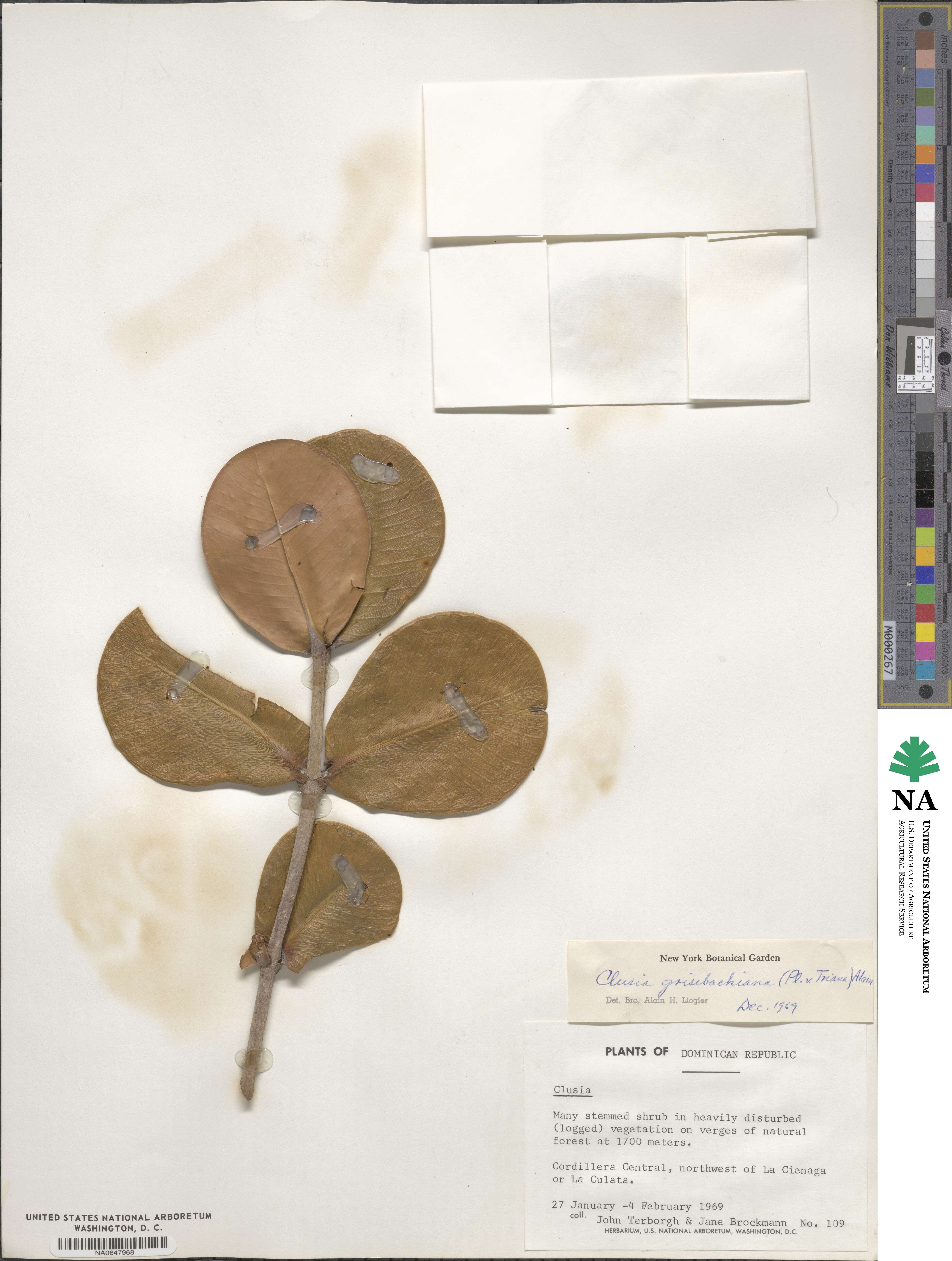 Clusia clusioides image