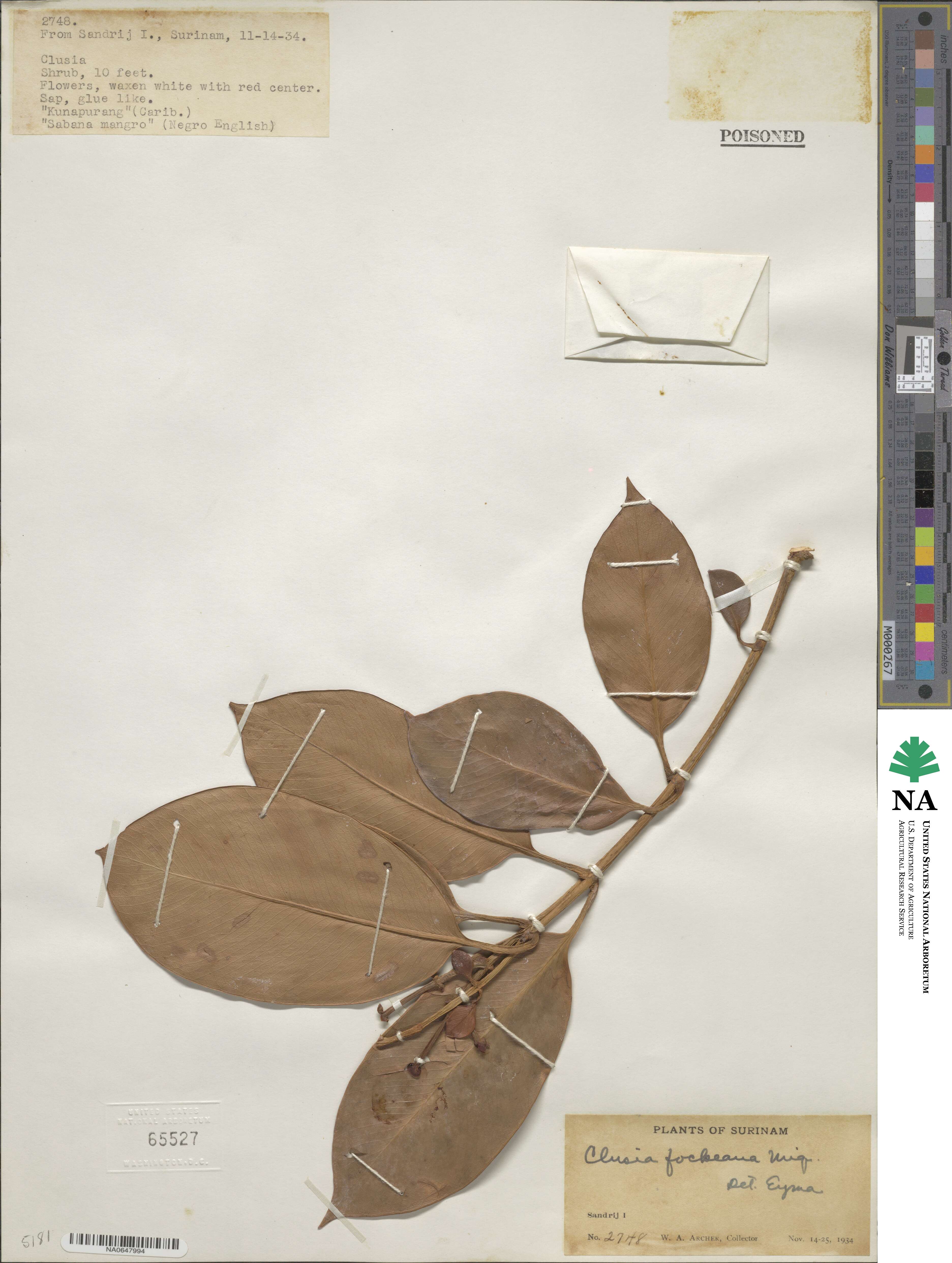 Clusia fockeana image