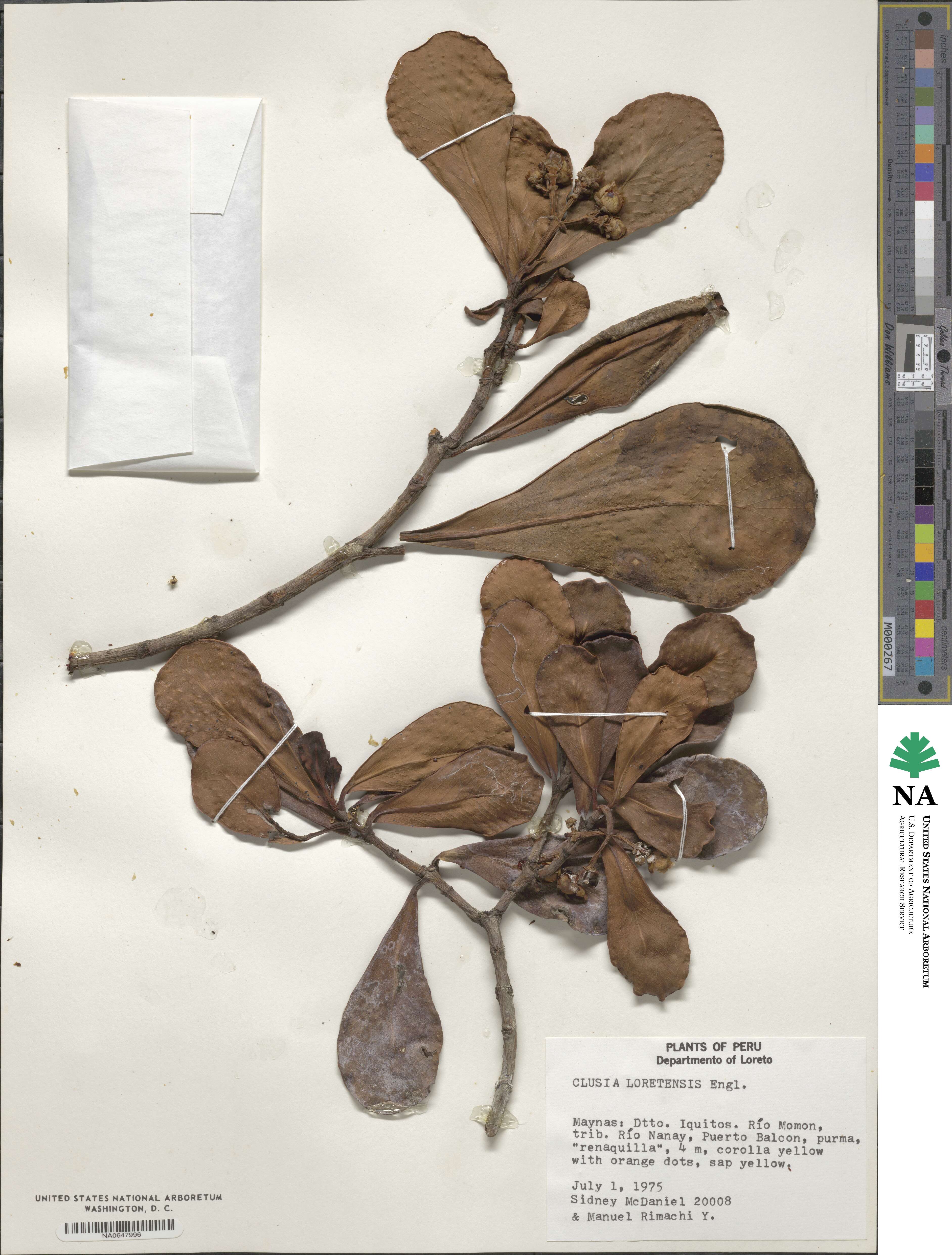 Clusia loretensis image