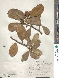 Clusia multiflora image