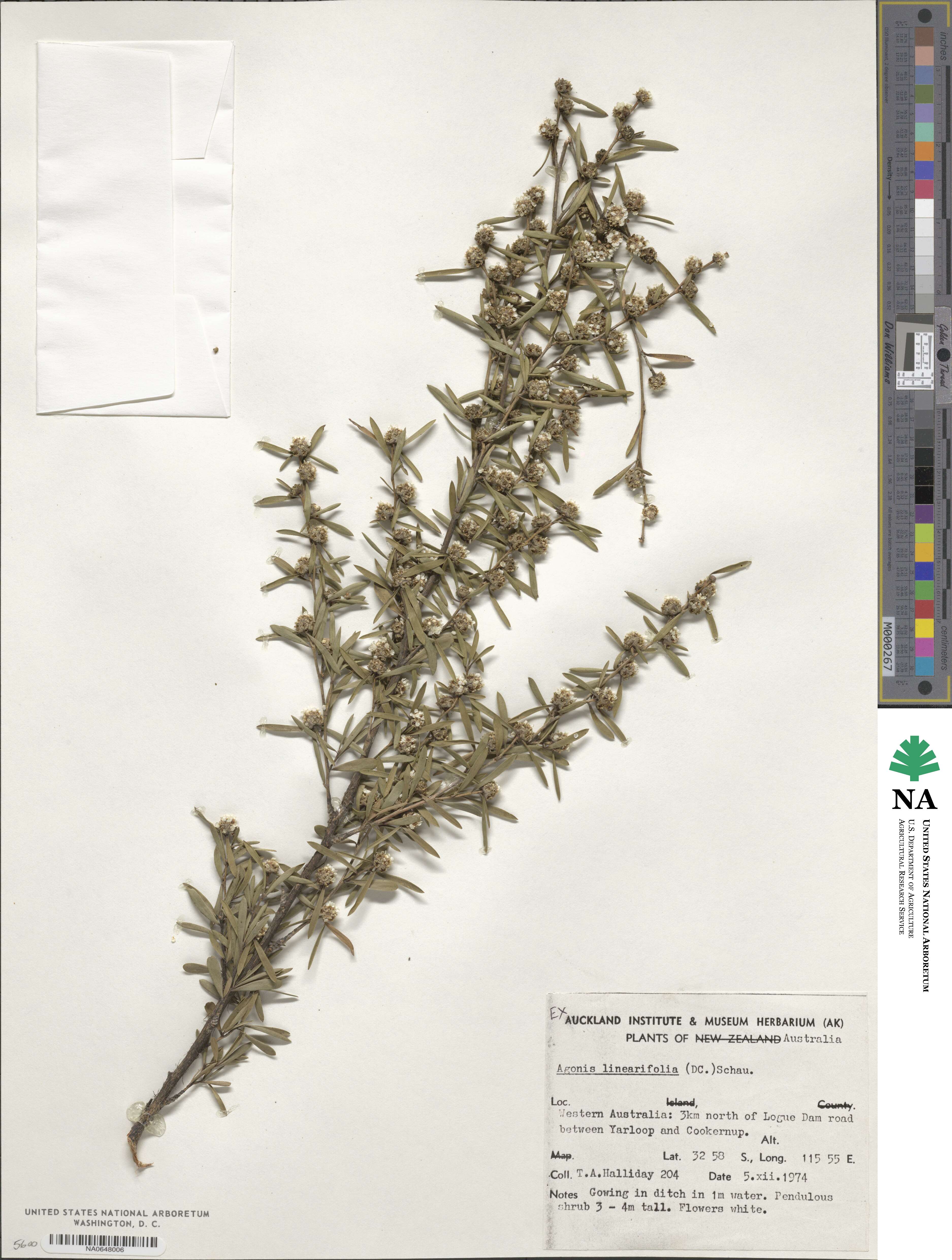 Taxandria linearifolia image