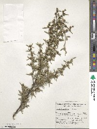 Image of Taxandria linearifolia