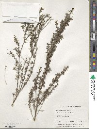 Taxandria parviceps image