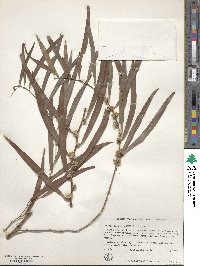 Agonis flexuosa image