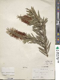 Callistemon citrinus image