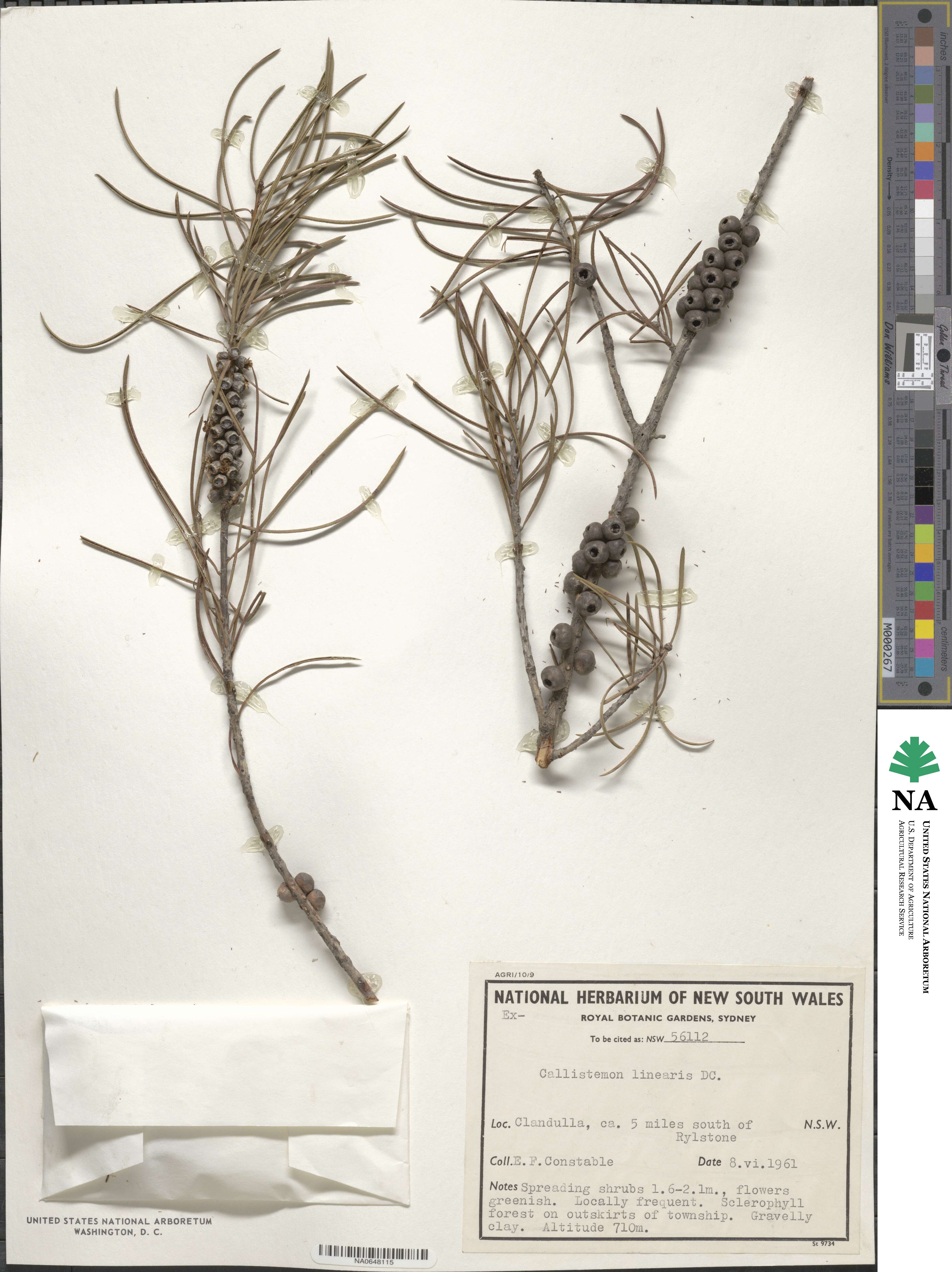 Callistemon linearis image