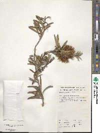 Callistemon rugulosus image