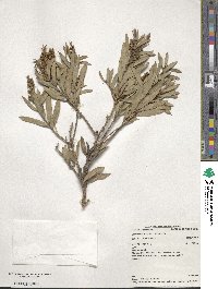 Melaleuca pallida image