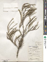 Image of Callistemon teretifolius