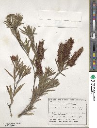 Callistemon viminalis image