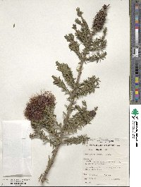 Image of Kunzea baxteri