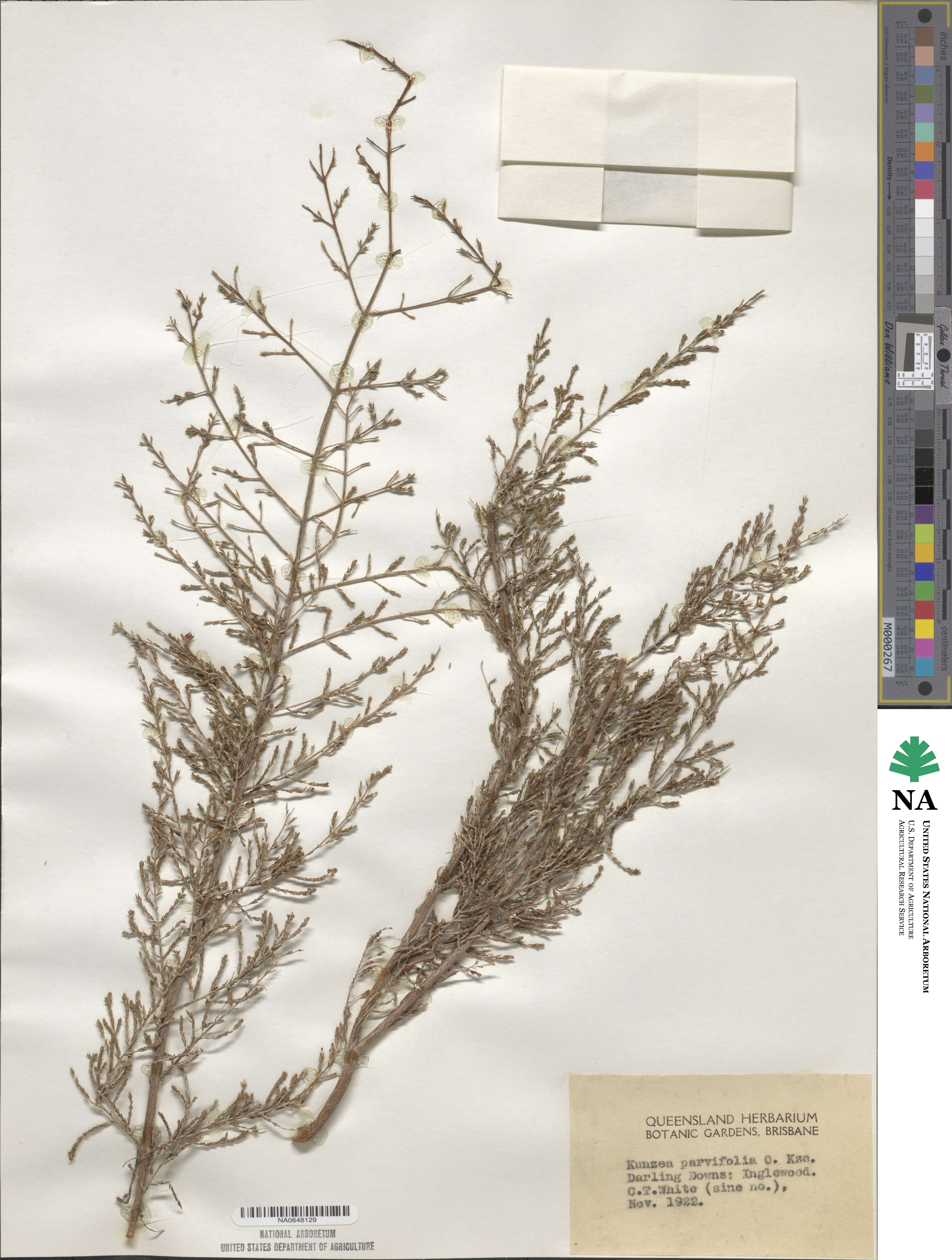 Kunzea parvifolia image