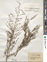 Image of Kunzea parvifolia