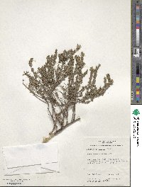 Image of Kunzea pomifera