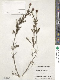 Kunzea recurva image