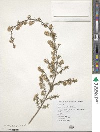 Kunzea ericoides image