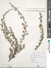 Kunzea ericoides image