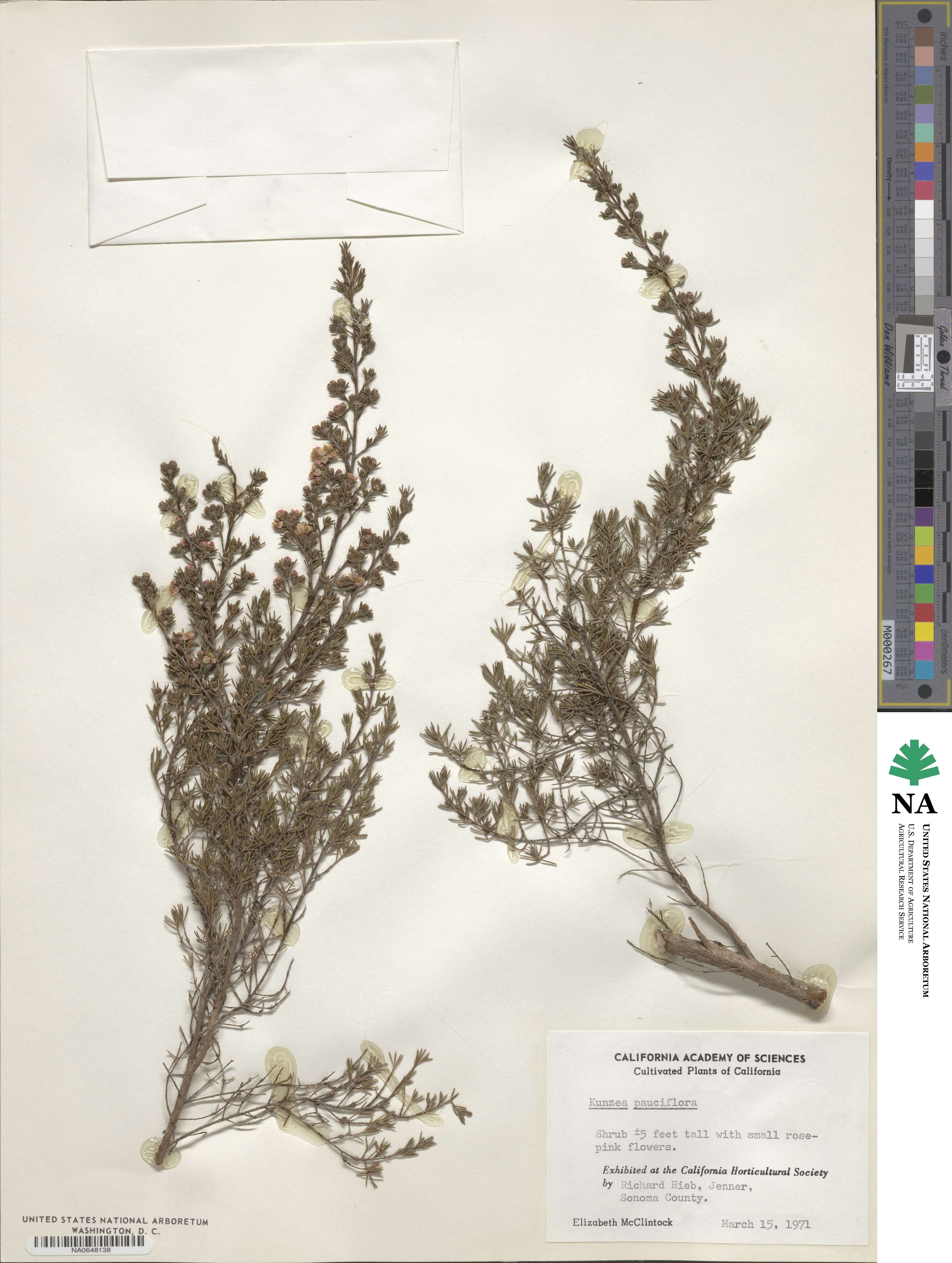 Kunzea pauciflora image