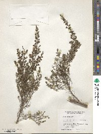 Image of Kunzea pauciflora