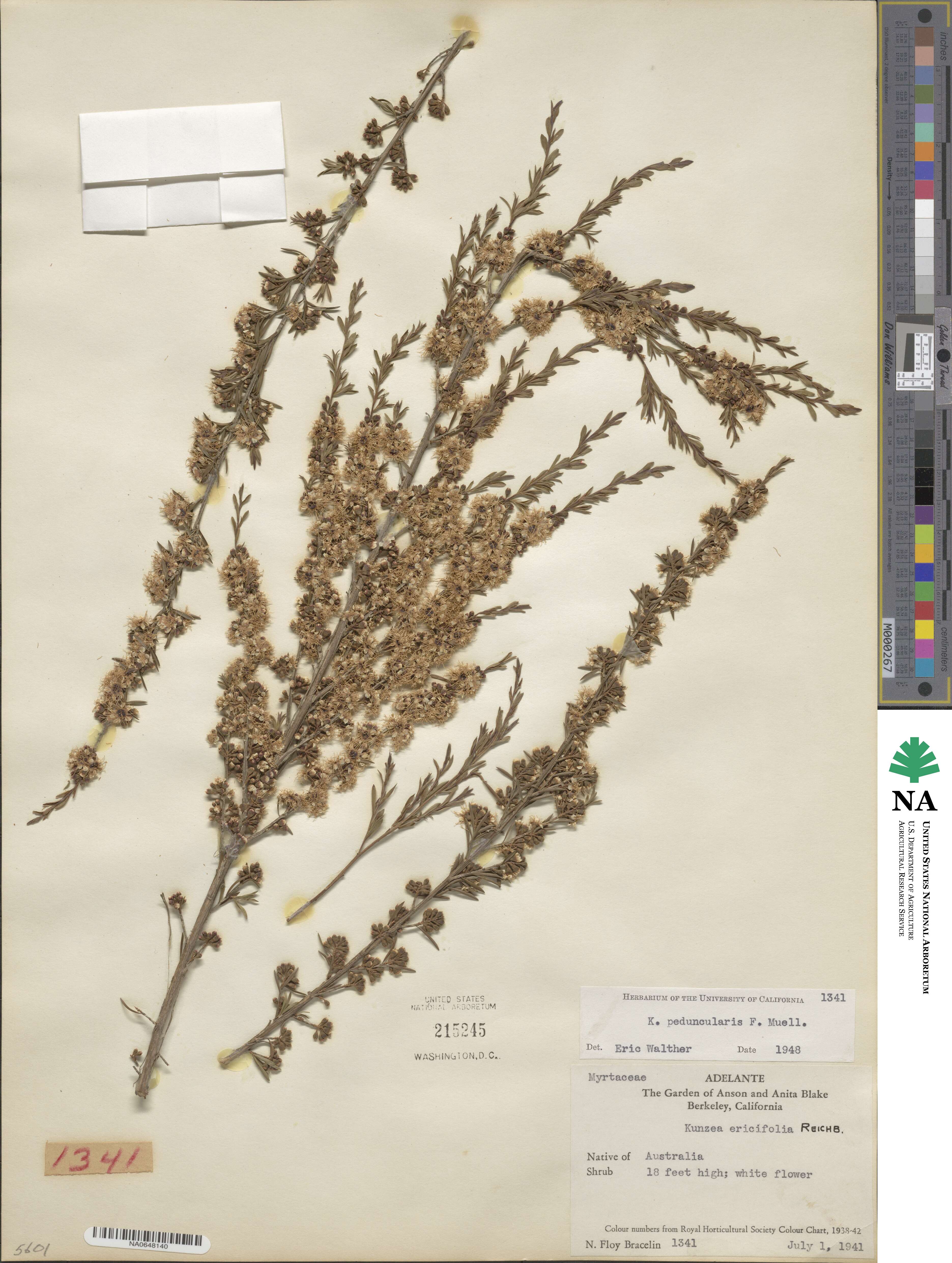 Kunzea ericoides image