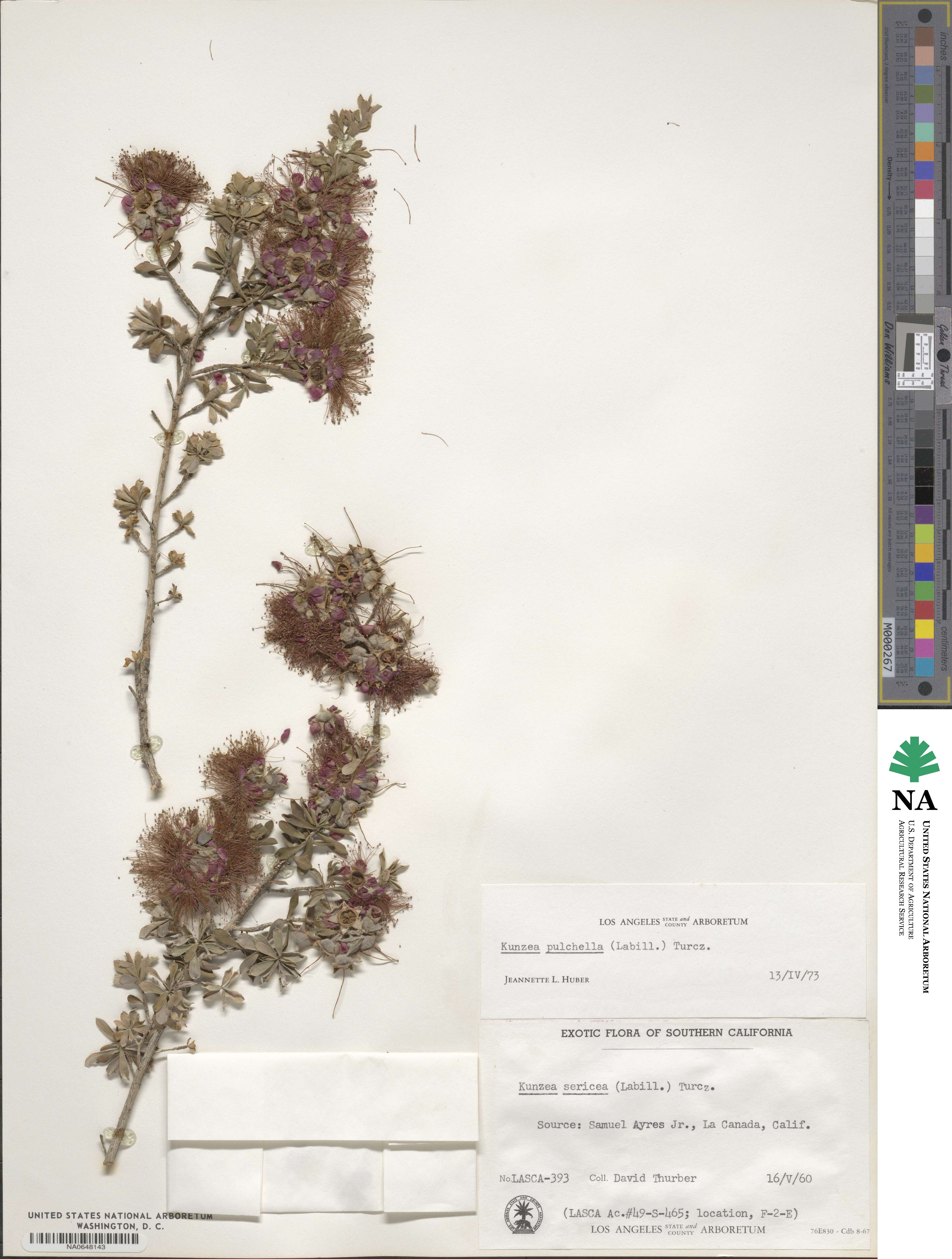 Kunzea pulchella image