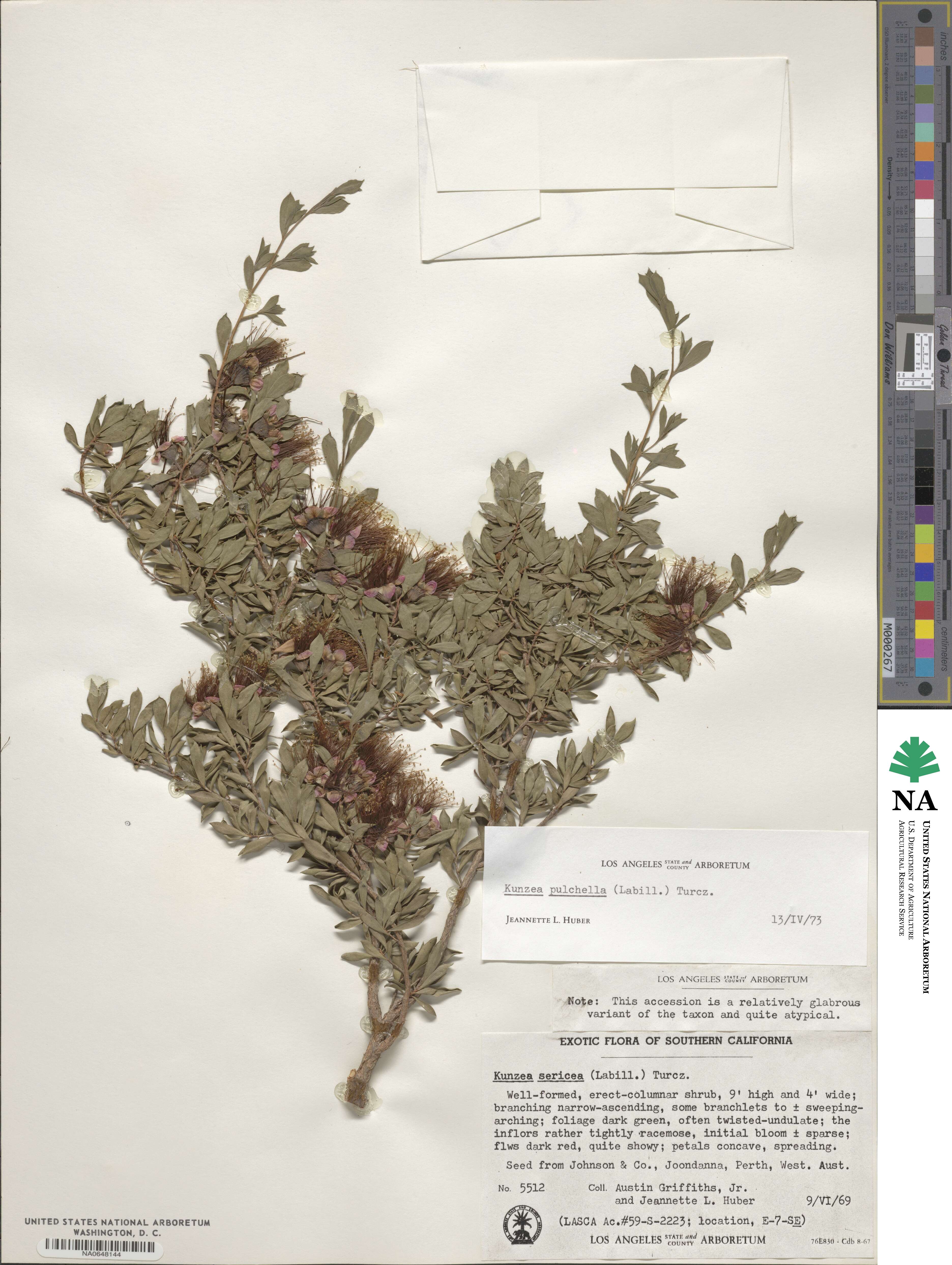 Kunzea pulchella image