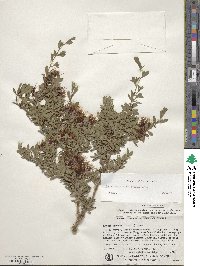 Kunzea pulchella image