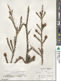 Kunzea recurva image