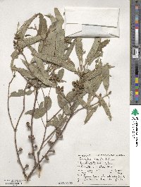 Eucalyptus viminalis image