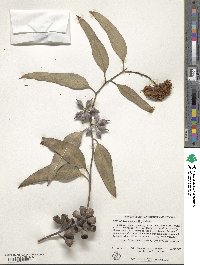 Eucalyptus woodwardii image