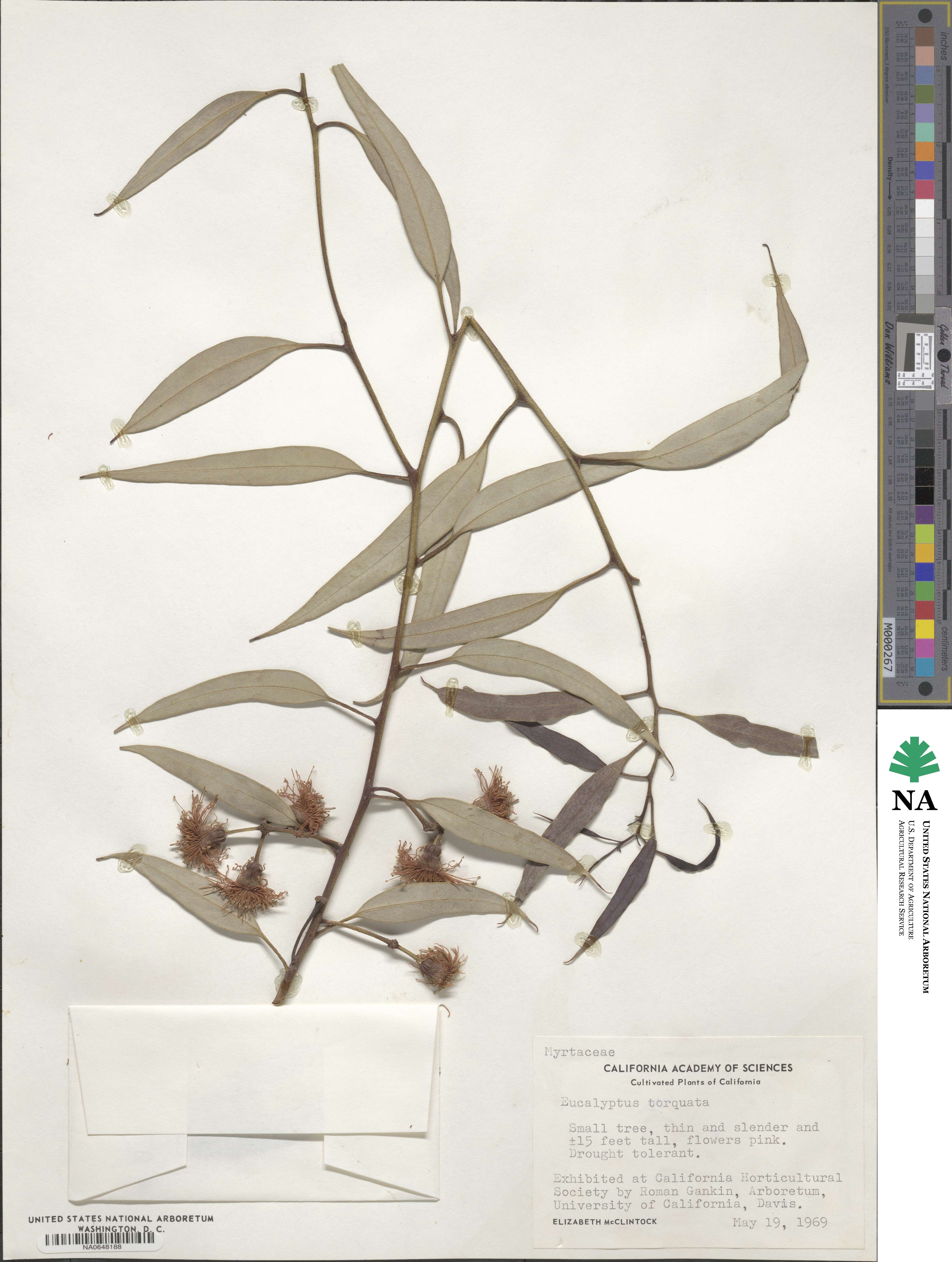 Eucalyptus torquata image