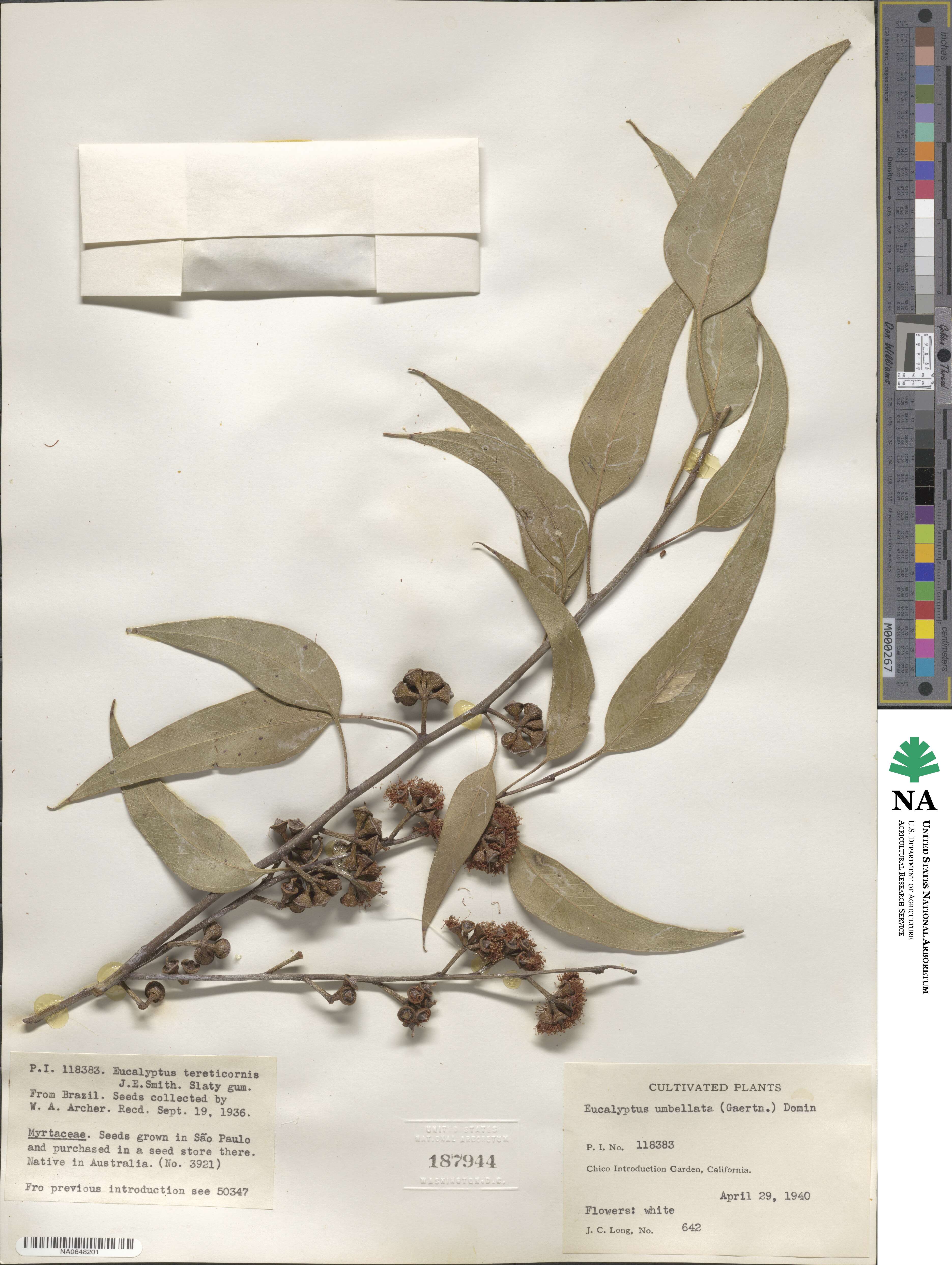 Eucalyptus tereticornis image