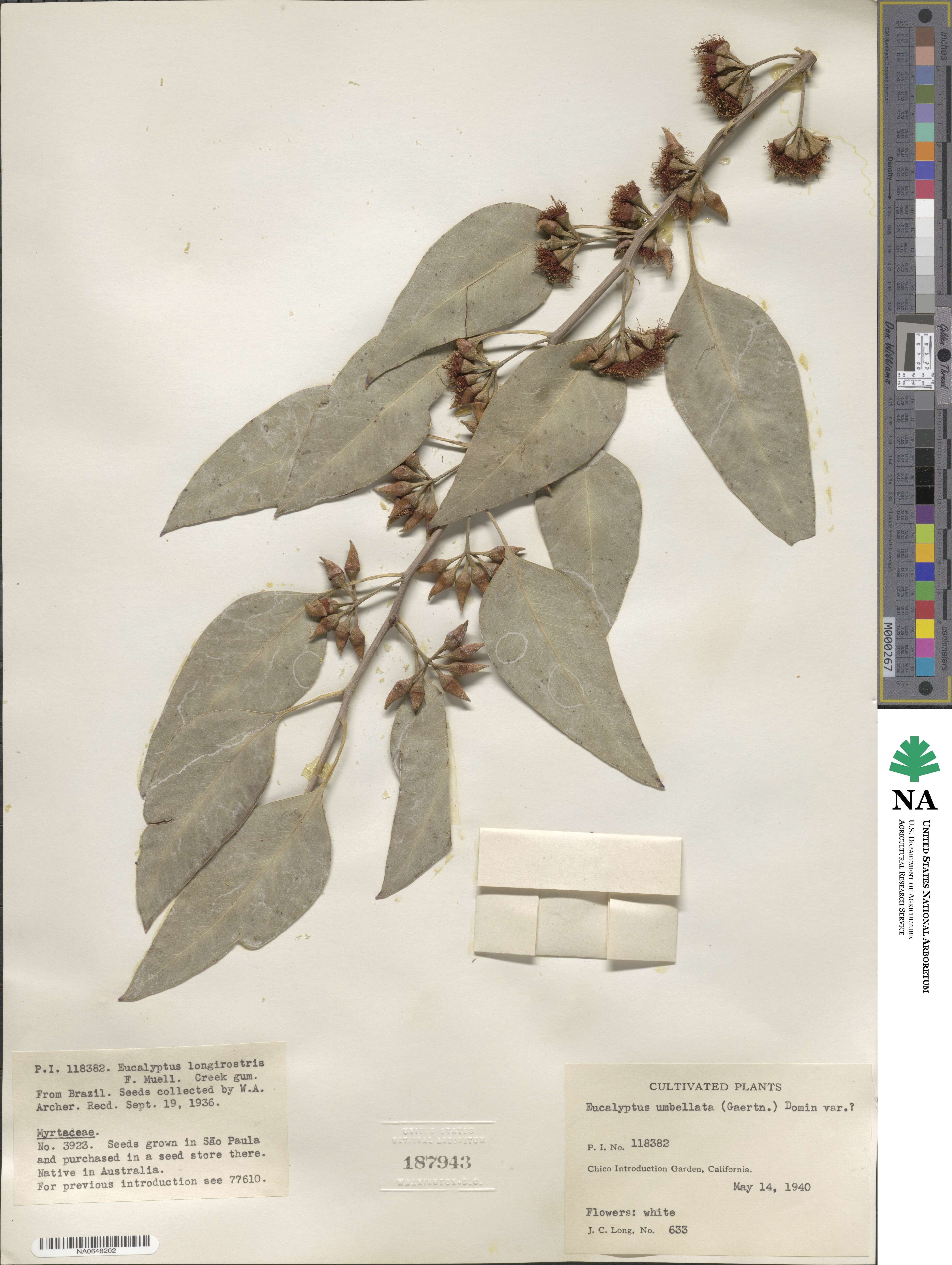 Eucalyptus tereticornis subsp. tereticornis image