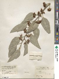 Eucalyptus tereticornis subsp. tereticornis image