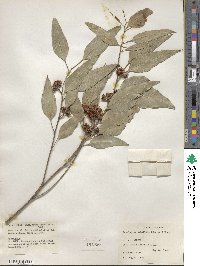 Eucalyptus tereticornis subsp. tereticornis image