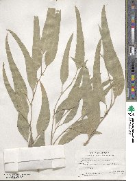 Eucalyptus tereticornis image