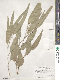 Eucalyptus tereticornis image