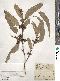 Eucalyptus tereticornis image