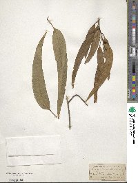 Eucalyptus tereticornis image