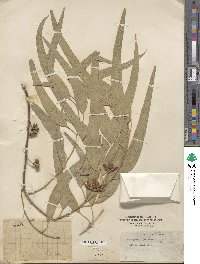 Eucalyptus tereticornis image