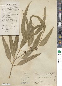 Eucalyptus tereticornis image