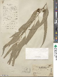 Eucalyptus tereticornis image