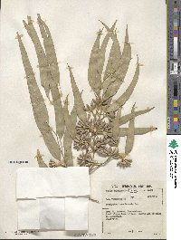 Eucalyptus tereticornis image