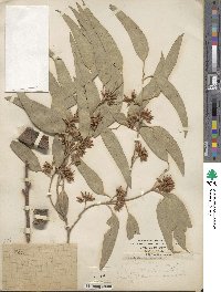Eucalyptus tereticornis image
