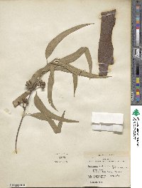 Eucalyptus tereticornis image