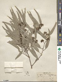 Eucalyptus tereticornis image
