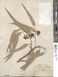 Eucalyptus tereticornis image