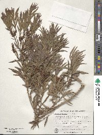 Image of Callistemon formosus