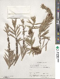 Callistemon lanceolatus image