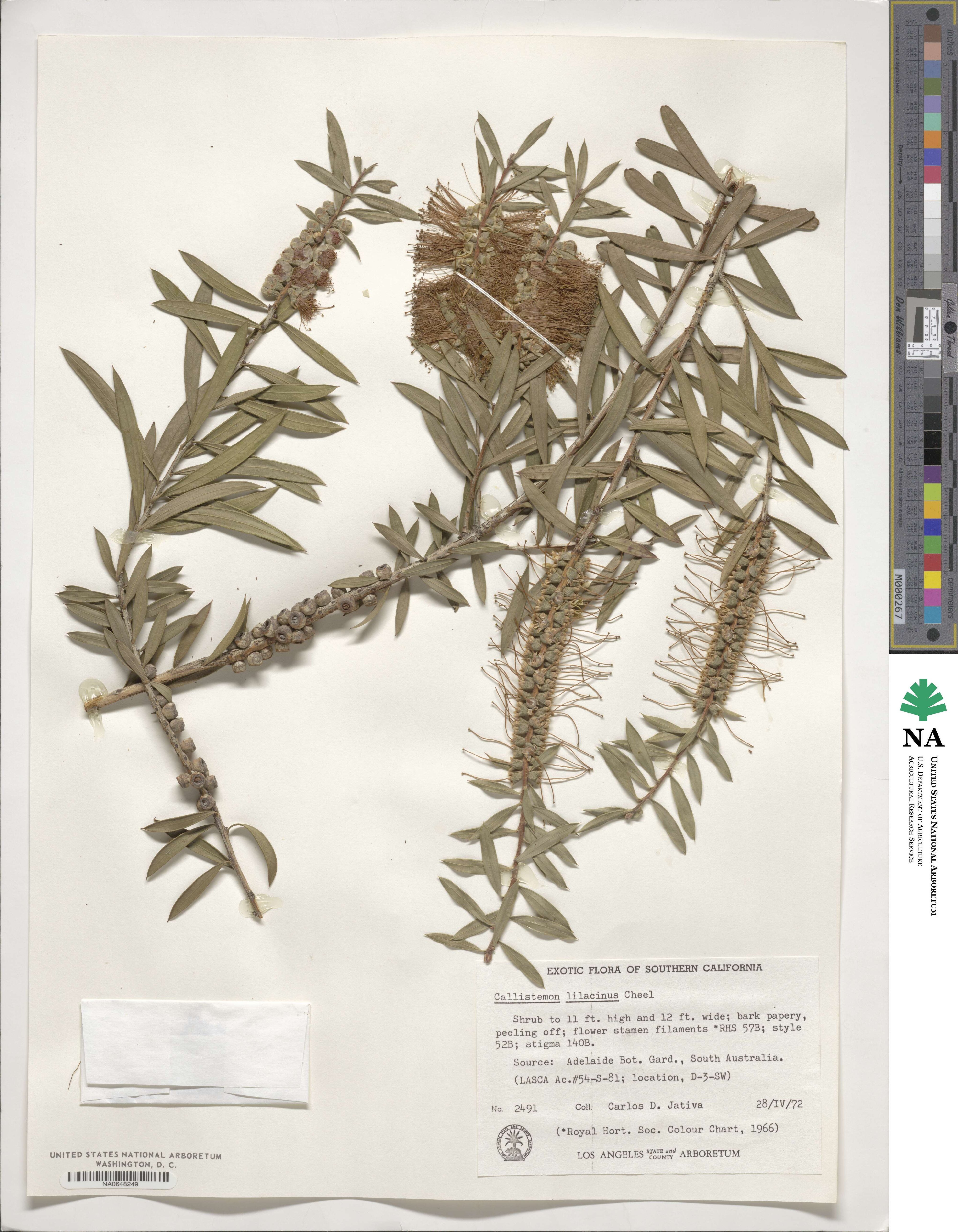 Callistemon lanceolatus image